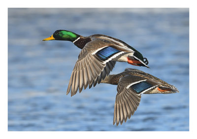 Mallard