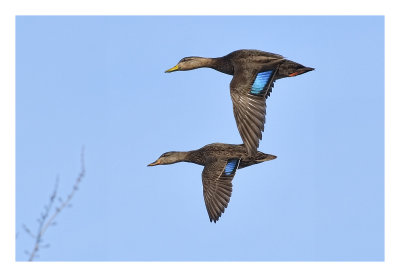 American Black Duck