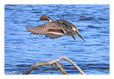 Northern Pintail