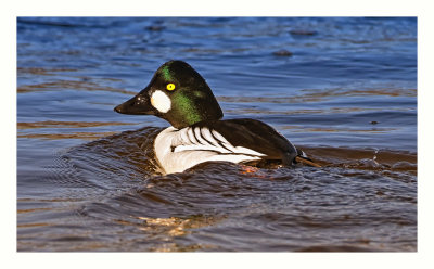 Common Goldeneye