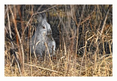 Snowshoe Hare