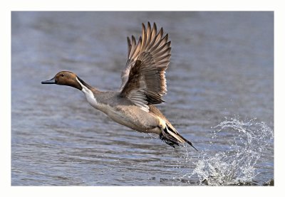 Northern Pintail