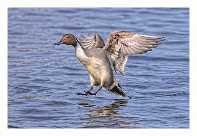 Northern Pintail