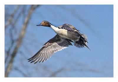 Northern Pintail