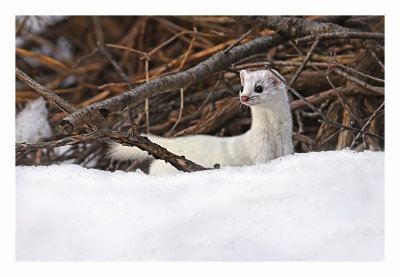 Ermine