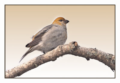 Pine Grosbeak