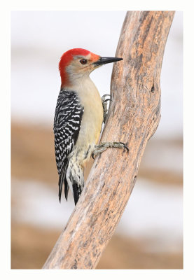 Red-bellied Woodpecker