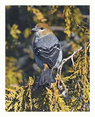 Pine Grosbeak