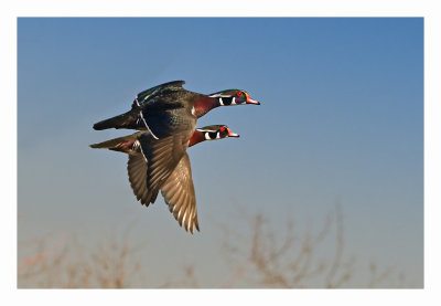 Wood Duck