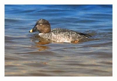 Common Goldeneye