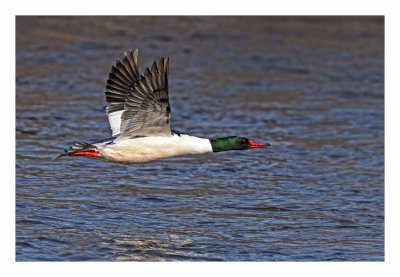 Common Merganser