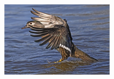 Wood Duck