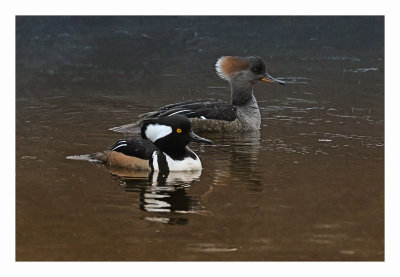 Hooded Merganser