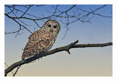 Barred Owl