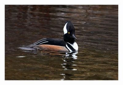 Hooded Merganser