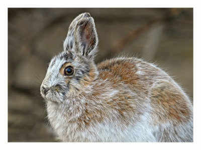 Snowshoe Hare