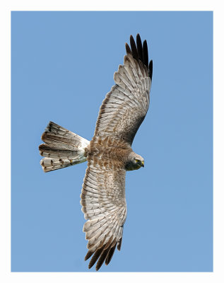 Northern Harrier