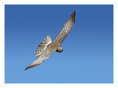 Northern Harrier