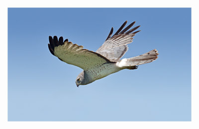 Northern Harrier