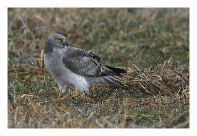 Northern Harrier