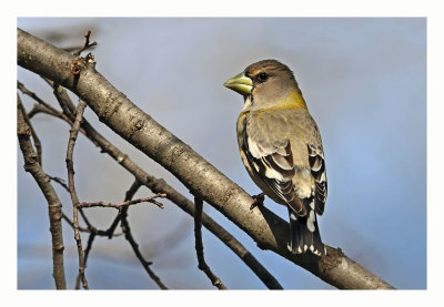 Evening Grosbeak