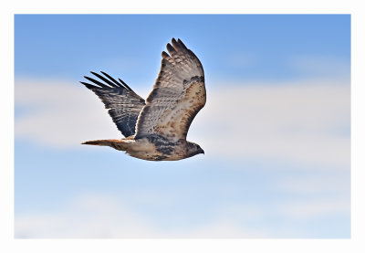 Red-tailed Hawk