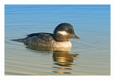 Bufflehead