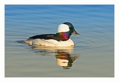 Bufflehead