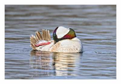 Bufflehead