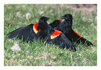 Red-winged Blackbird