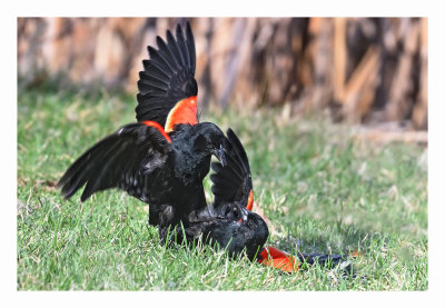 Red-winged Blackbird