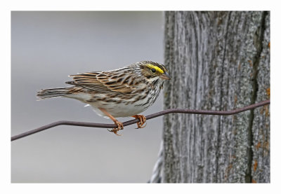 Savannah Sparrow