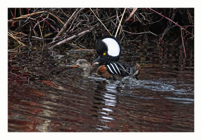 Hooded Merganser