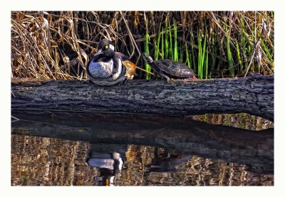 Hooded Merganser