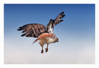 Red-tailed Hawk