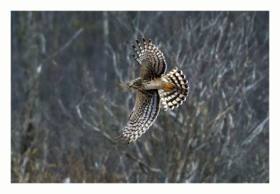 Northern Harrier