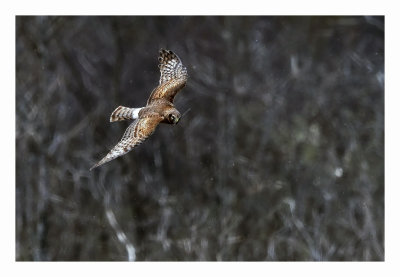 Northern Harrier