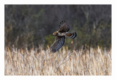 Northern Harrier