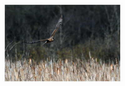 Northern Harrier