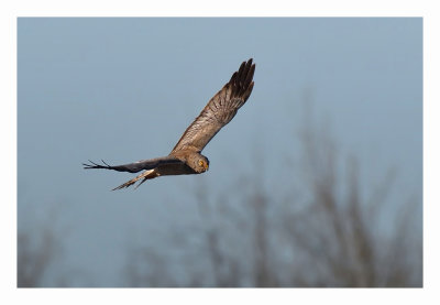 Northern Harrier