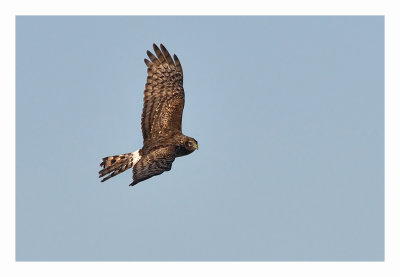 Northern Harrier