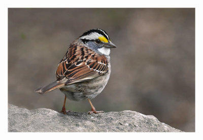 White-throated Sparrow