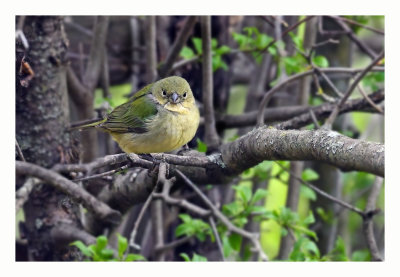 Painted Bunting