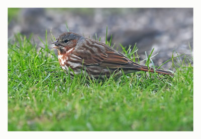 Fox Sparrow