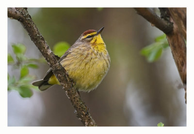 Palm Warbler