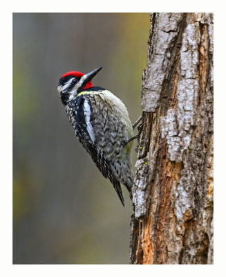 Yellow-bellied Sapsucker