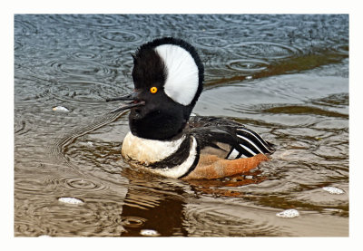 Hooded Merganser