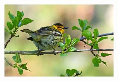 Cape May Warbler