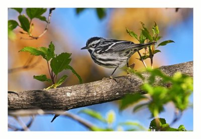 Black & White Warbler