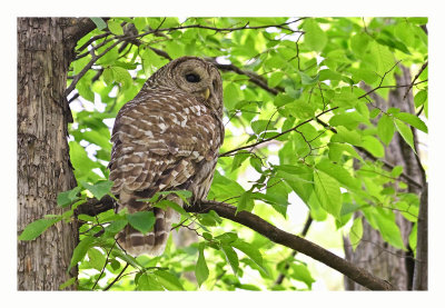 Barred Owl